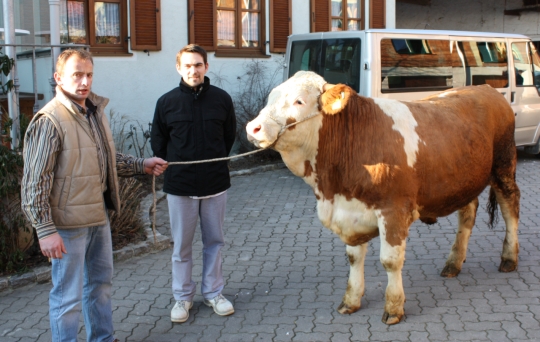 Willibald Reißner (li) und Josef Stark (mitte) mit dem Ochsen